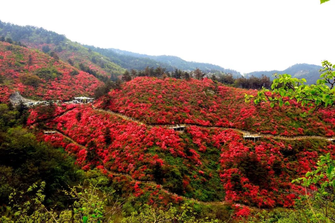 焦点 | 第十一届杜鹃节就是明天!花开烂漫时,等你看花来!