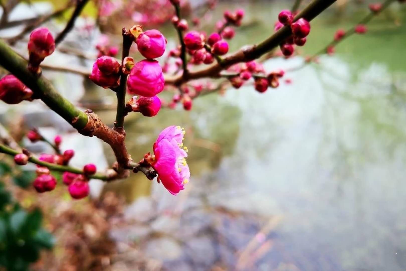 一枝梅艳秀,几处诉风流