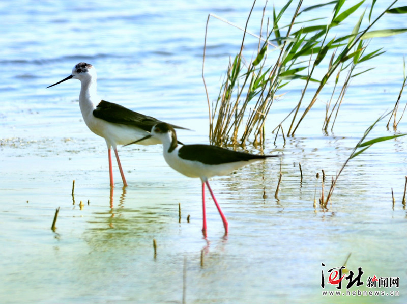 候鸟翔集南大港湿地(图)