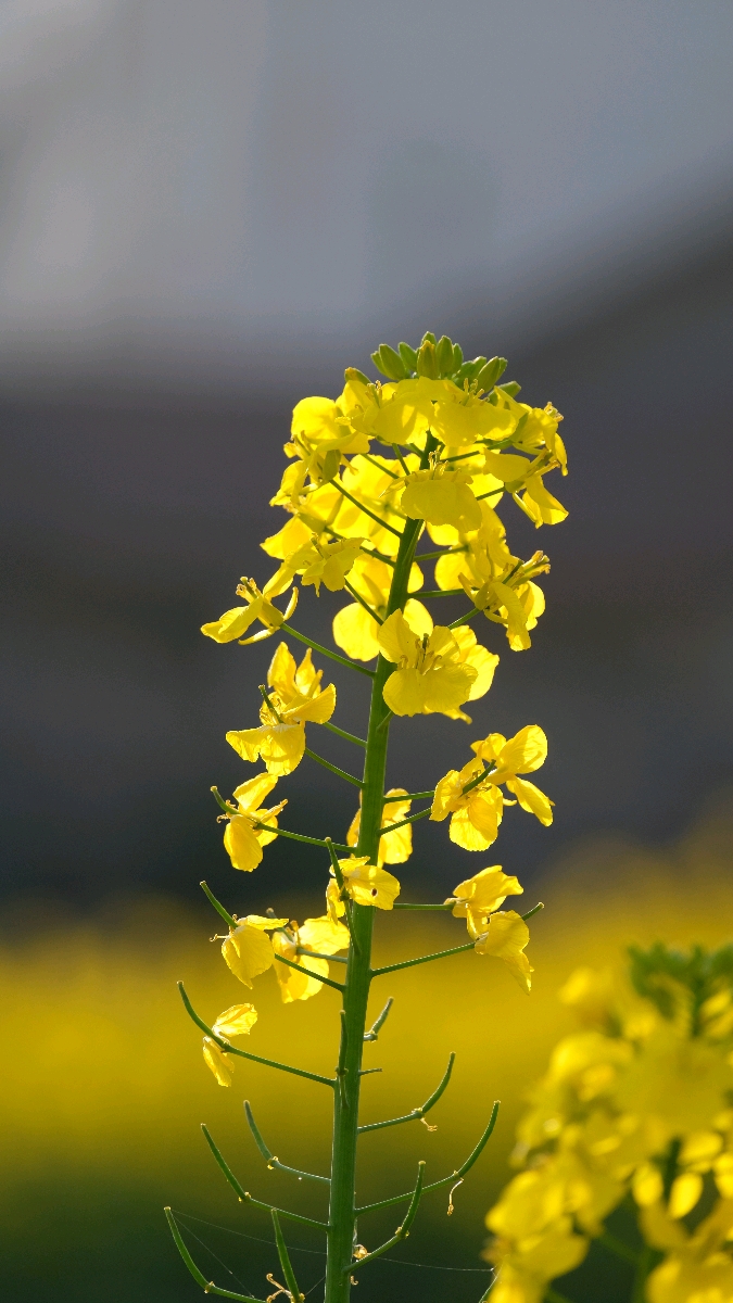 石家庄油菜花图片