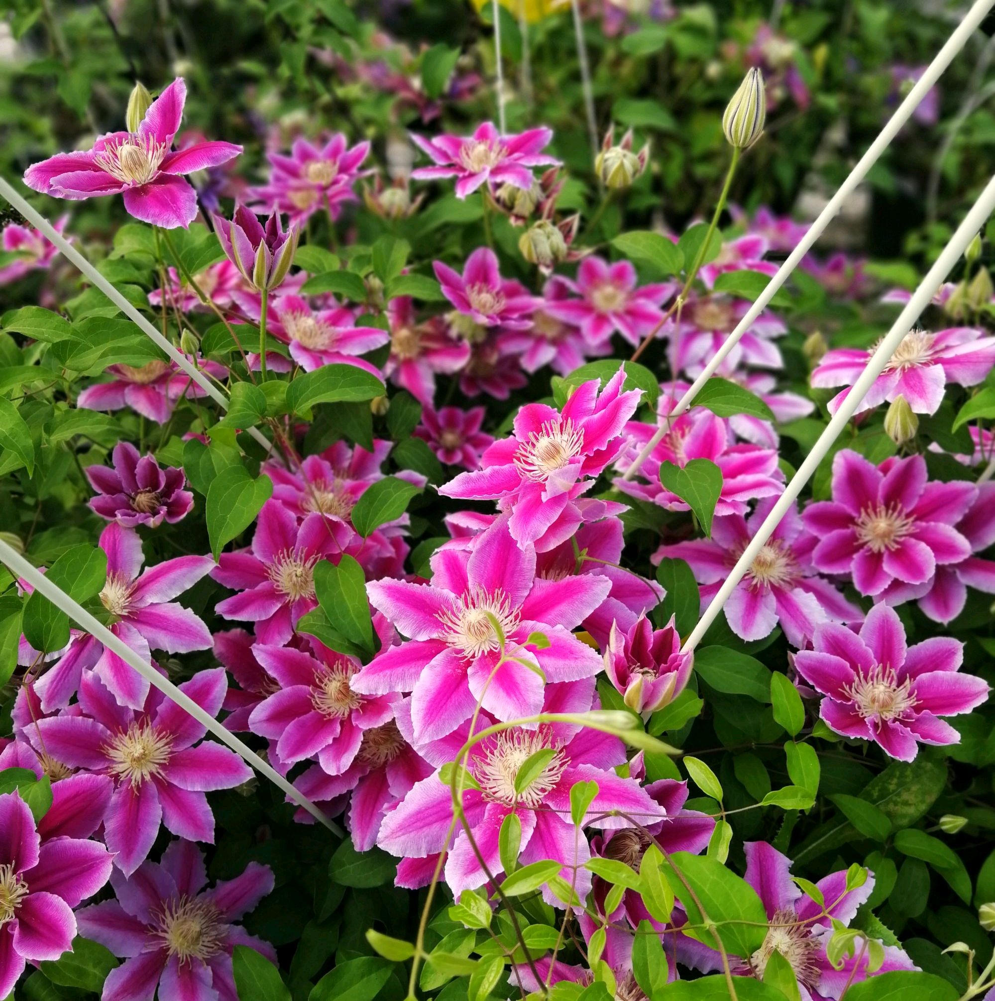 不要错过的7大铁线莲品种,美到无法形容,开花自带美颜功能