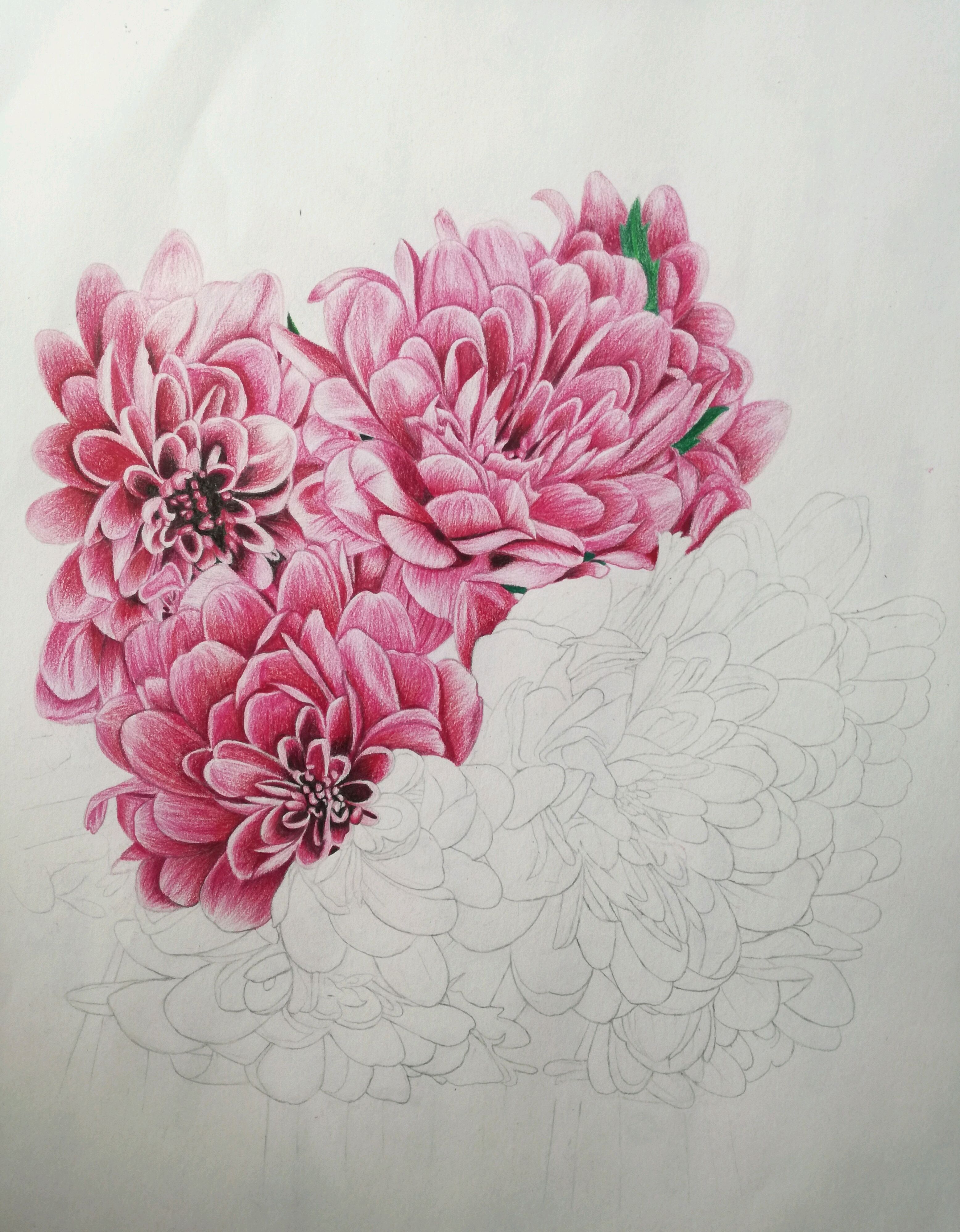 彩铅教程,教你画一大簇美美的菊花