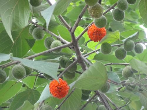 农村的苟树有什么用途