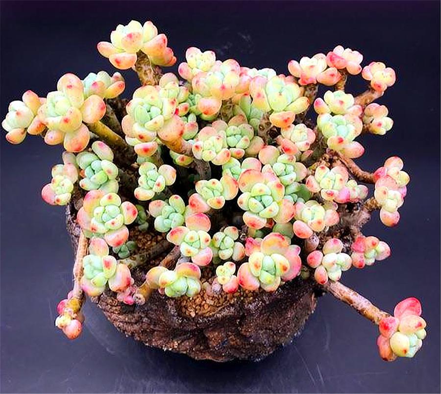 养多肉劳尔,学会"3多1少",易成老桩香气浓,爆头简单上色快