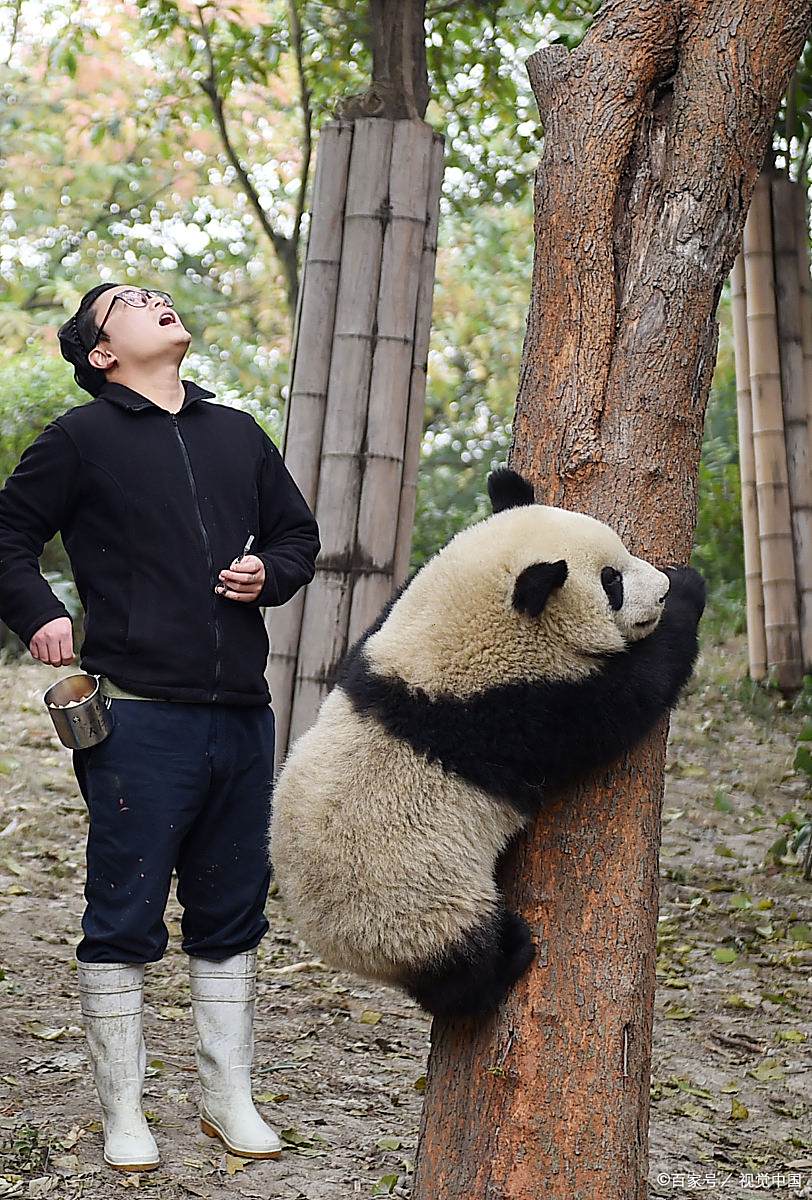 震惊,大熊猫灵灵