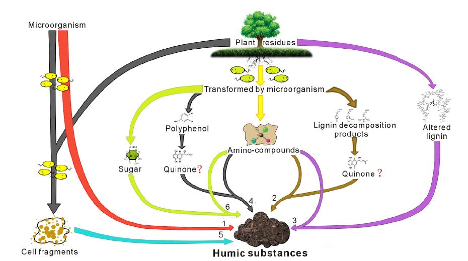 pedosphere:腐殖物质是土壤微生物残留物还是独特的合成化合物?