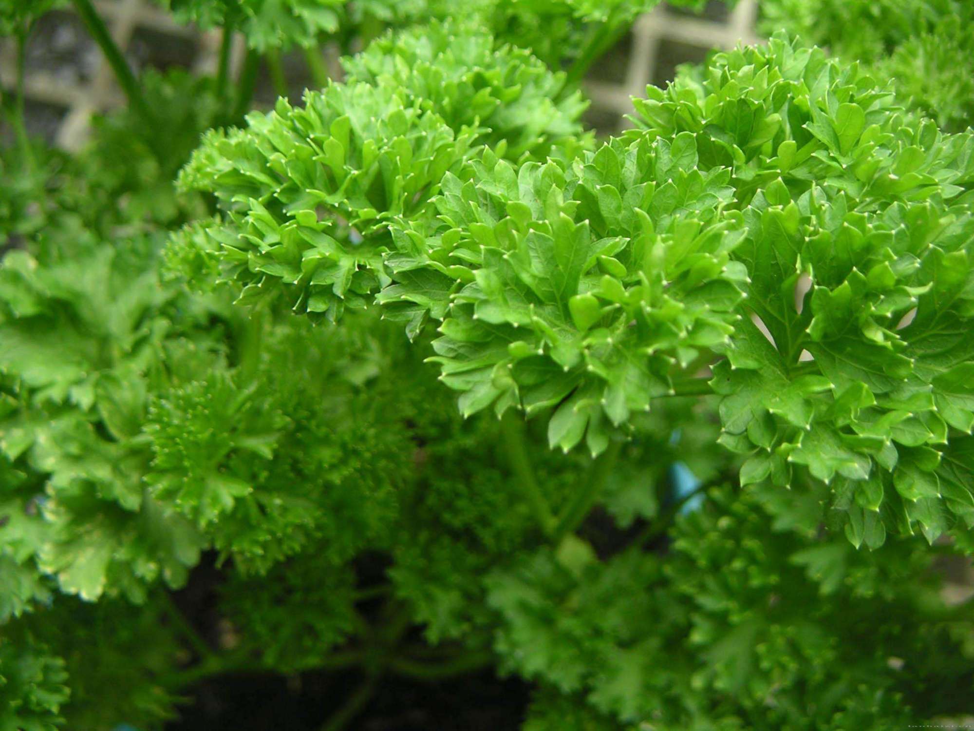 西餐常见的10种香草,没有八角茴香,没有花椒大料