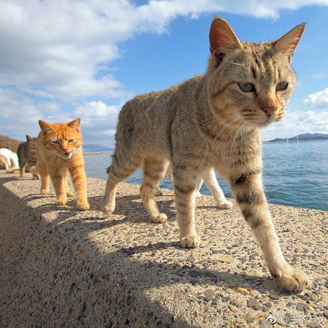 猫岛上的黑社会,一个个走路带风,这气场没谁了!