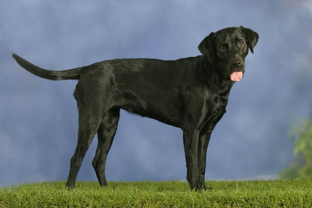 拉布拉多犬简介图片