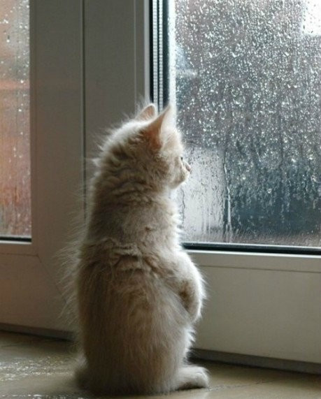 天气不好一直下雨,家中宠物猫狗出门溜达困难怎么办?爱宠教您!