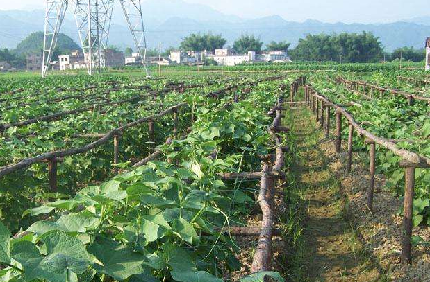 如何种植龙须菜 - 2020年最新商品信息聚合专区 - 百度爱采购