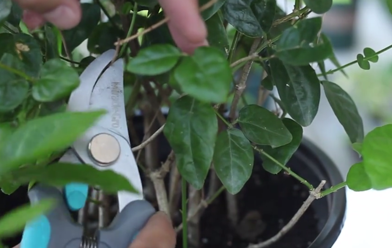 茉莉花怎么修剪(茉莉花怎么修剪好看)