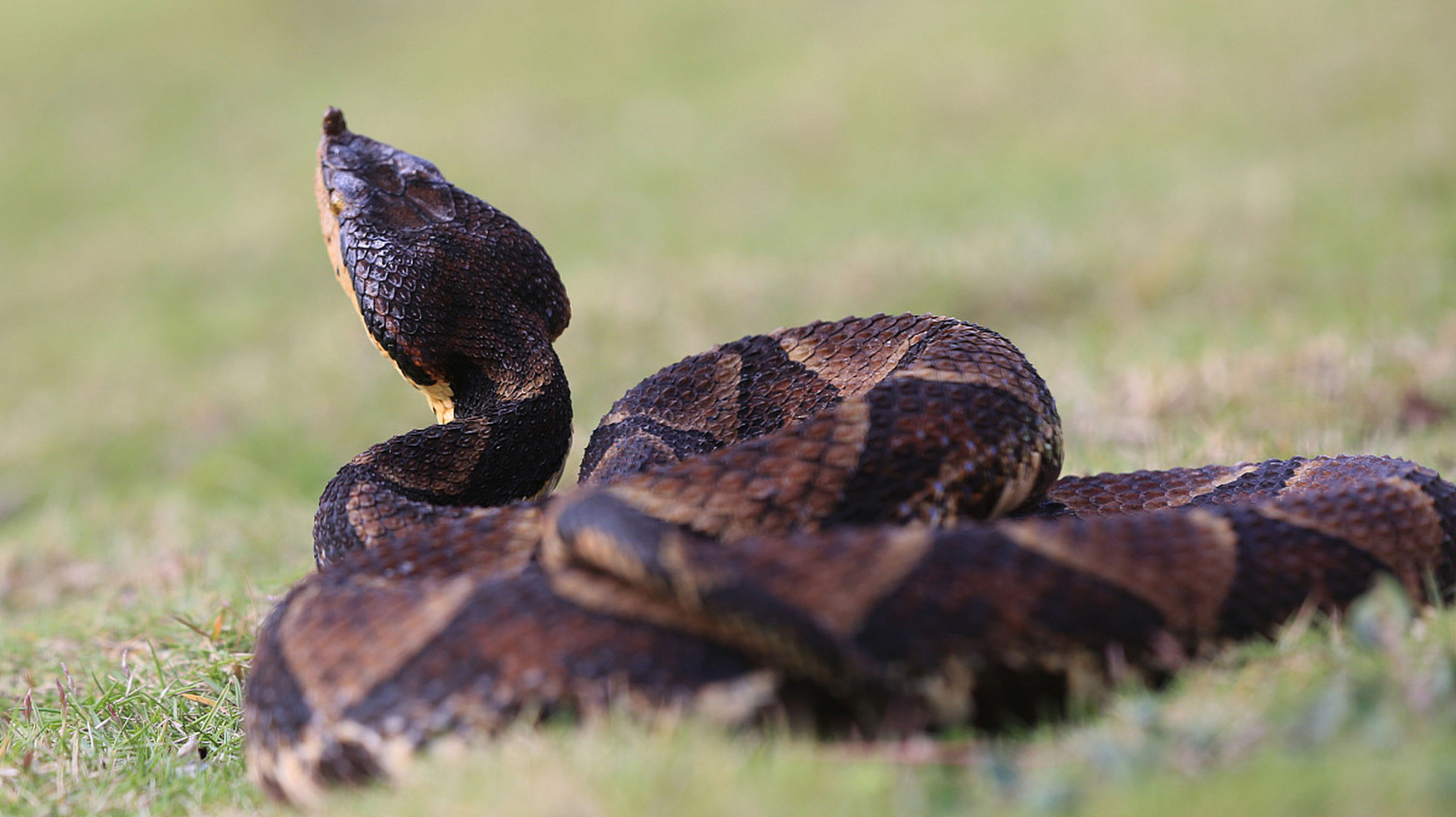 湖南农村常见的毒蛇图片