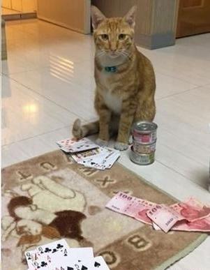 橘猫和主人打牌,三个罐头都输光了,猫咪一脸委屈:你们