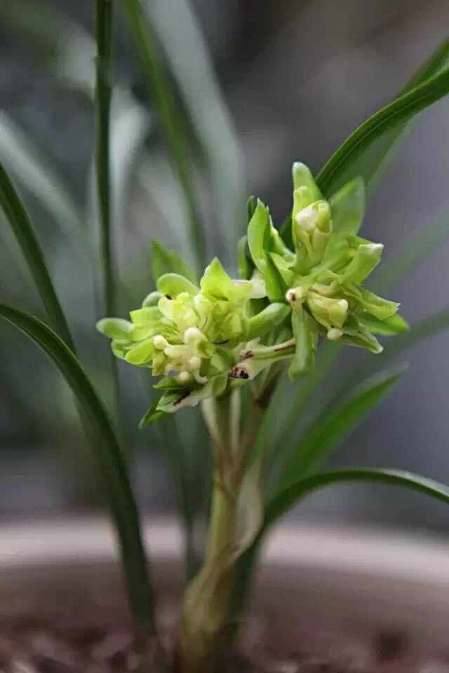 图中这种兰花,我们称之为余蝴蝶.