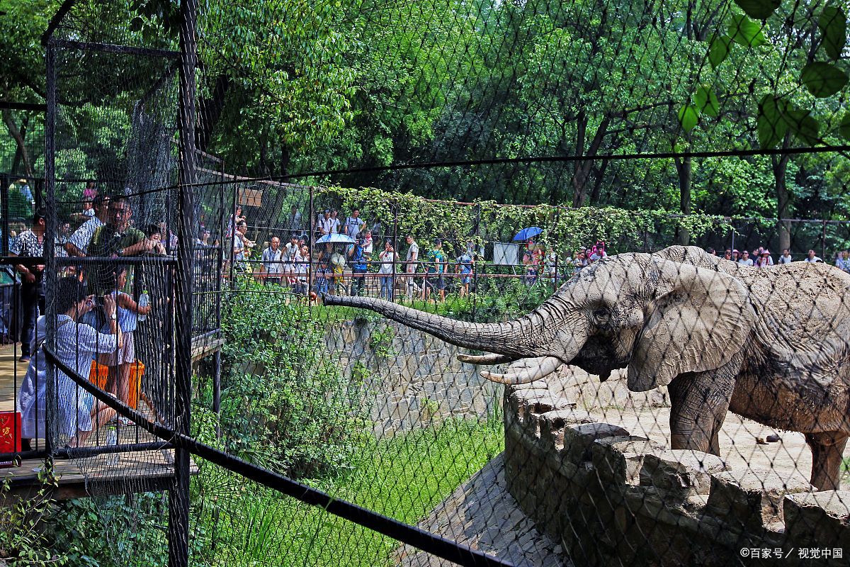 位于杭州市虎跑路的杭州动物园.@90后旅行的动态