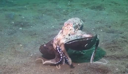 八爪鱼抱着椰子壳在海底漫步,画面太滑稽了