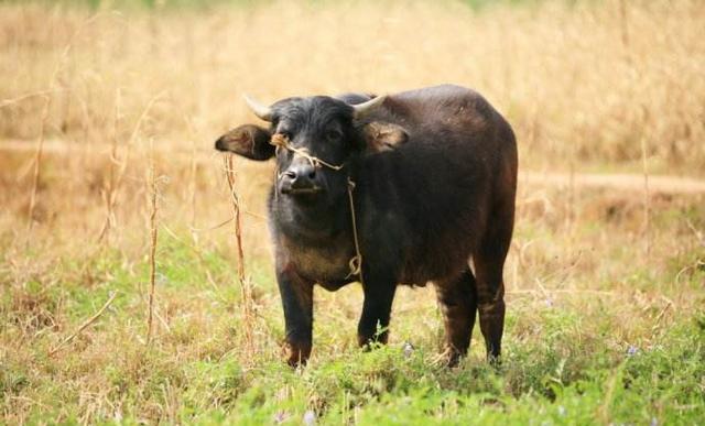 农村人常说"犟牛拉重铧口"蕴含的含义多,你听说过这句话么?