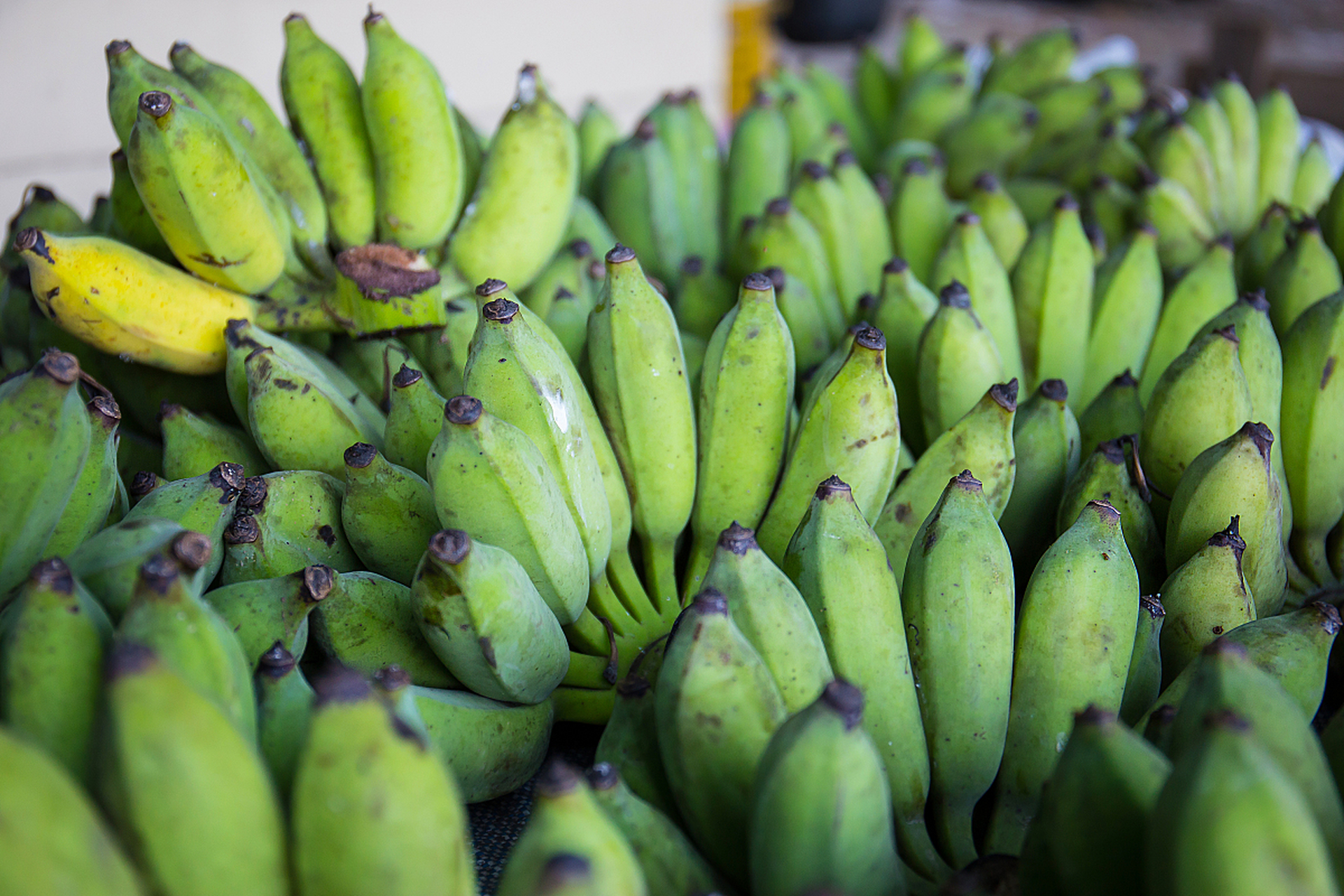 香蕉催熟有三种简单方法:苹果催熟法利用苹果释放的乙烯气体促进成熟