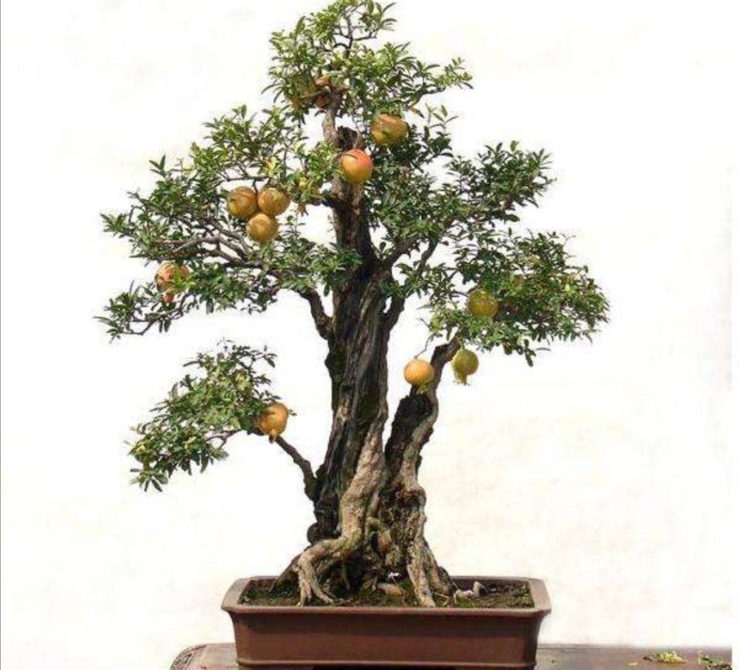 家中养石榴盆景,做好5个步骤,开花更美,挂果更多