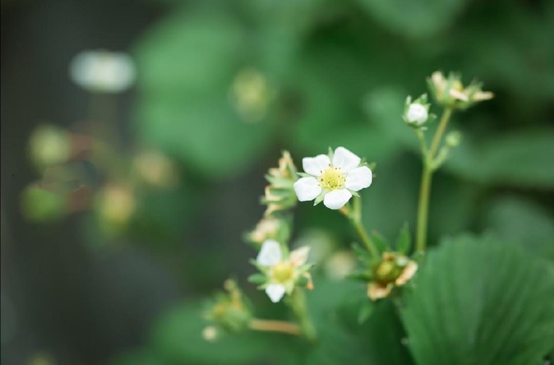 纯白野花蜜蜂舞,翠绿欲滴洗双眸 转载自百家号作者:小佳摄影