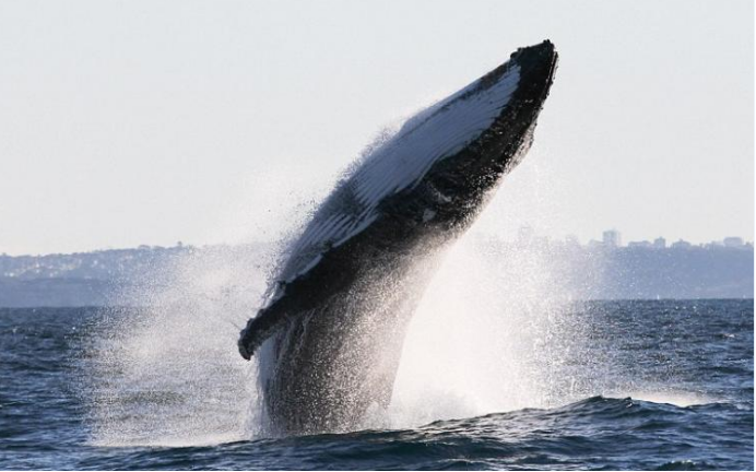 上联:鱼跃此时海,下联如何对?这样才是对对联的正确方式!