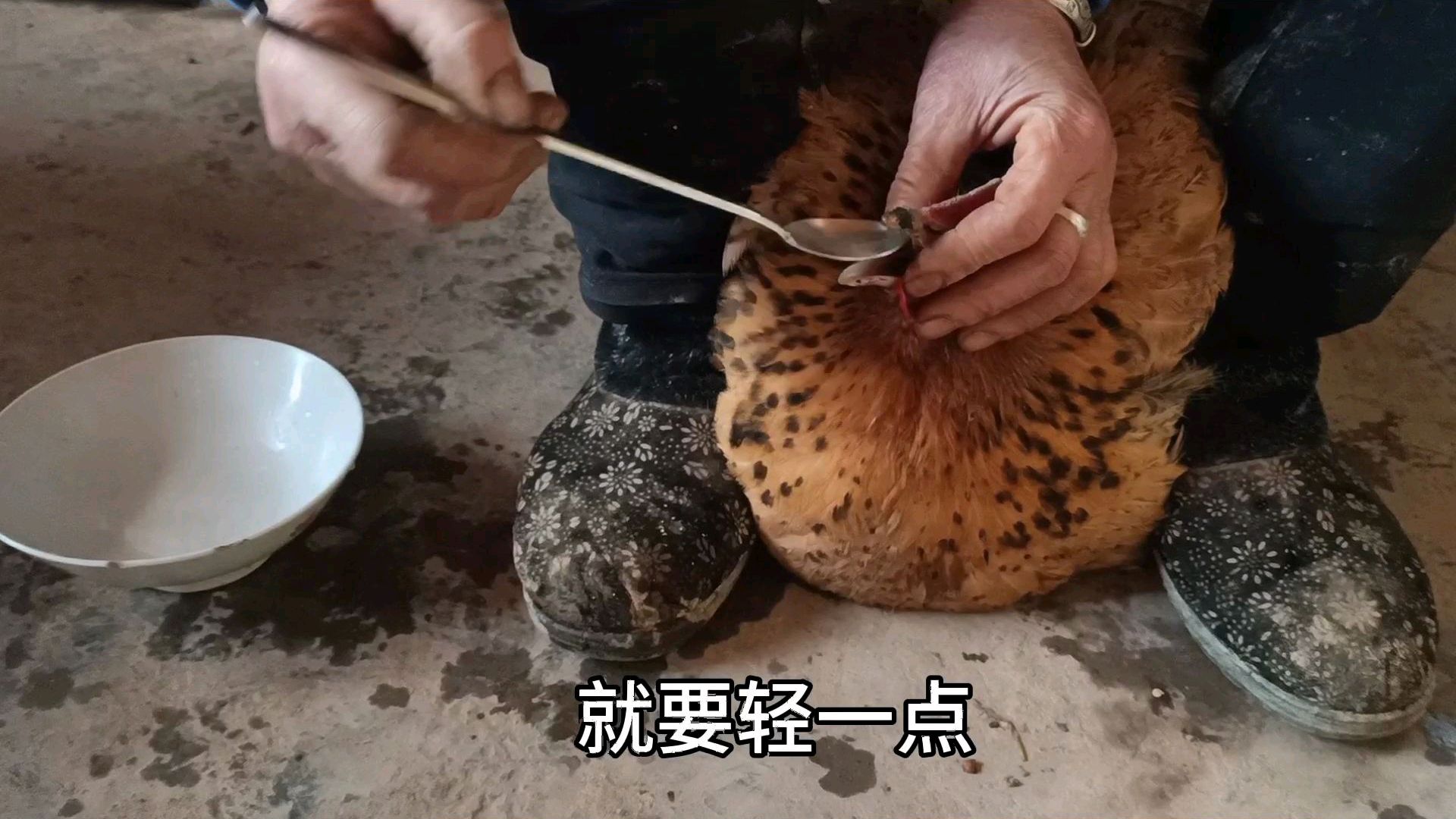 养了6年的下蛋老母鸡生病了,农村妹子很着急,你有办法吗?