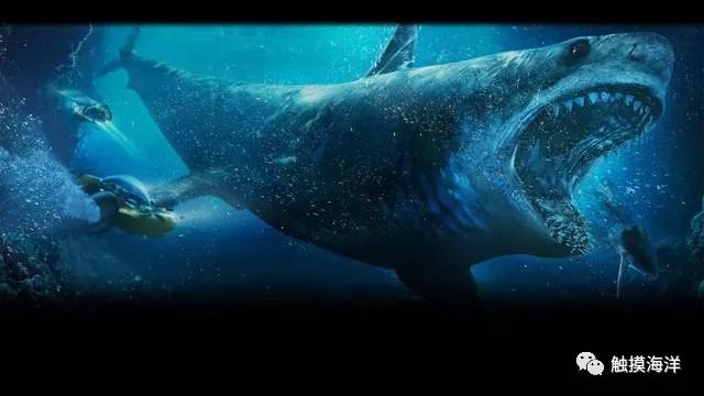 走进史前海洋中的顶级掠食者——巨齿鲨!
