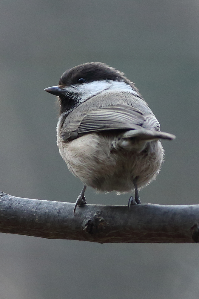蹲守在灰头山雀出入的地方