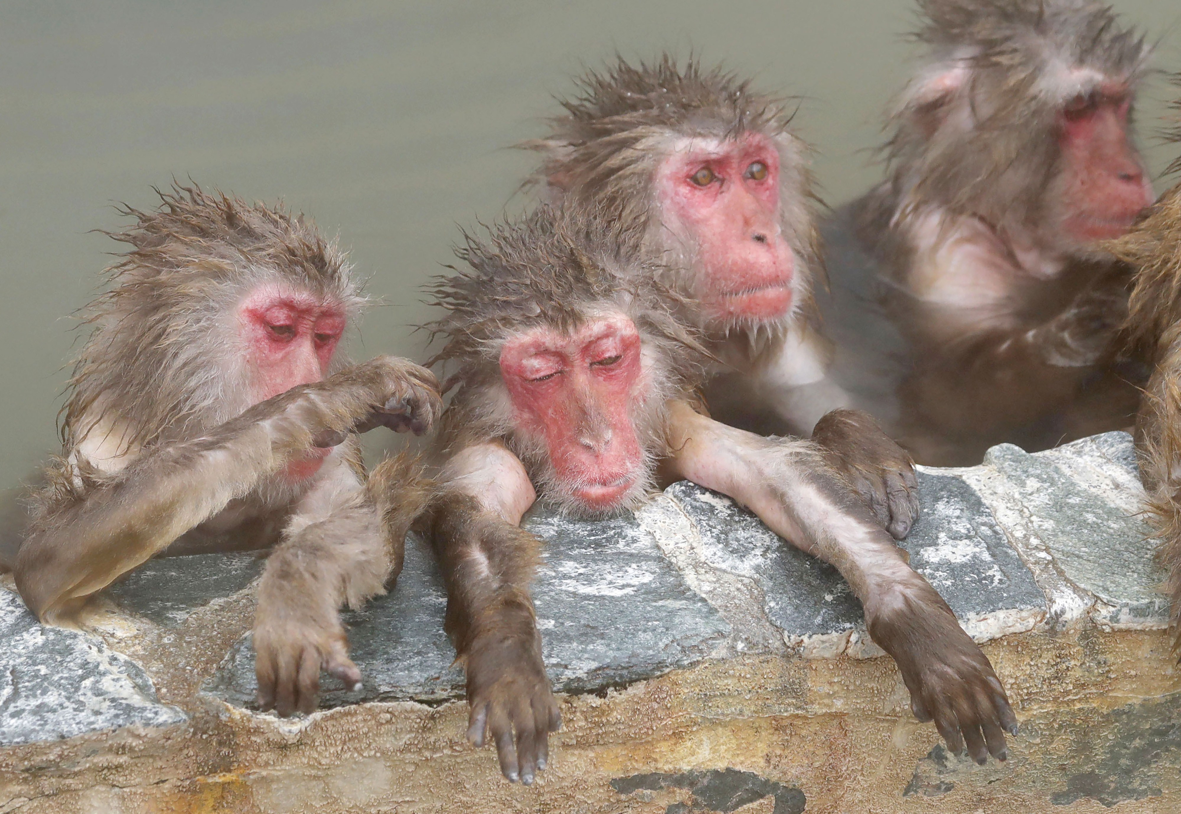 泡温泉的日本猴(2)