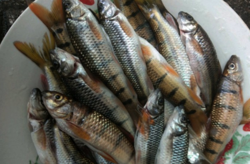 钓溪石斑鱼只要谨记这些,就能常吃到小时候的味道!