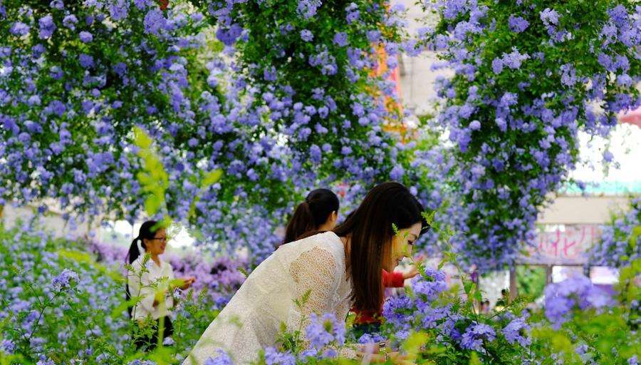 夏日养盆"蓝雪花",换个大盆,撒欢长,开成夏天"蓝风暴"