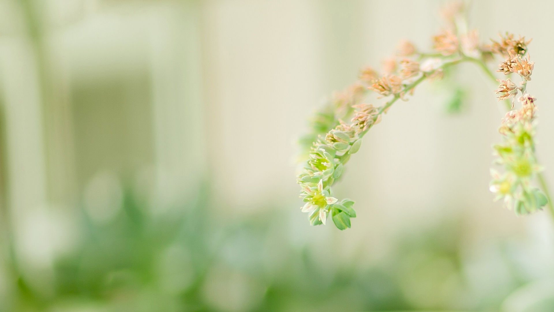 小清新植物唯美高清桌面壁纸,分辨率:1920x1200