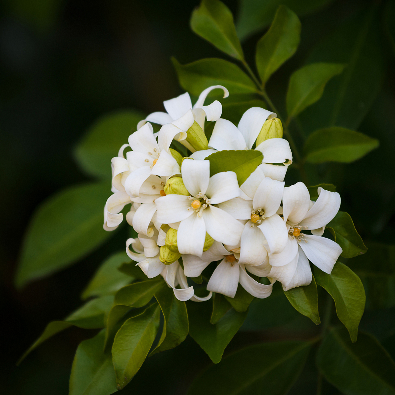 米叶瑞香花图片图片