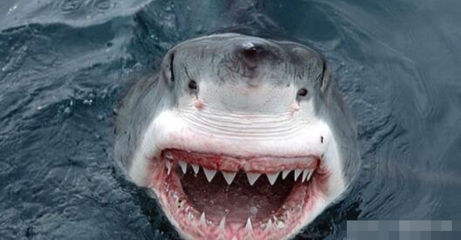 男子在冲浪时被鲨鱼咬伤, 从医院出来后, 却对鲨鱼表示感谢