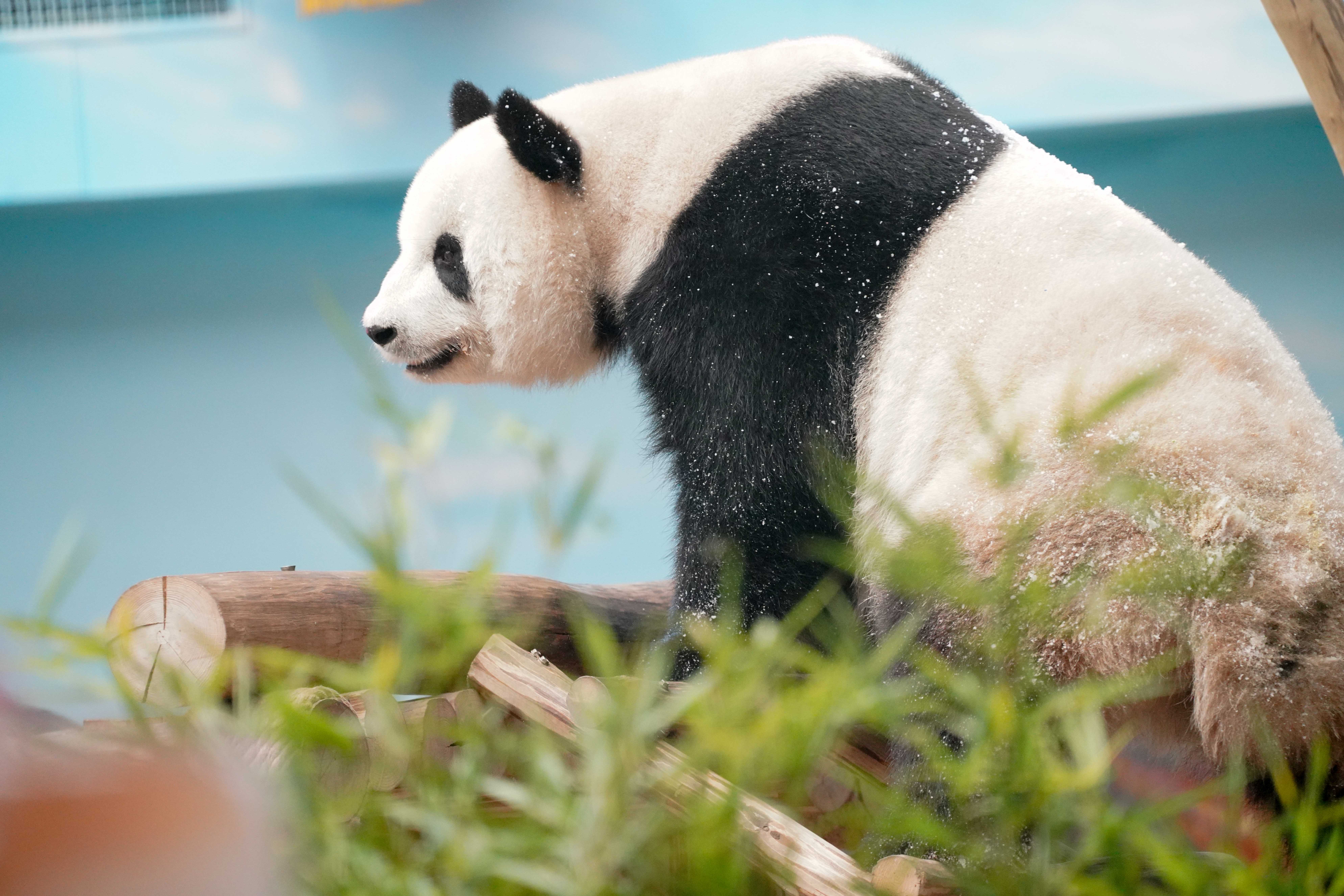 大熊猫思嘉的"生日派对"