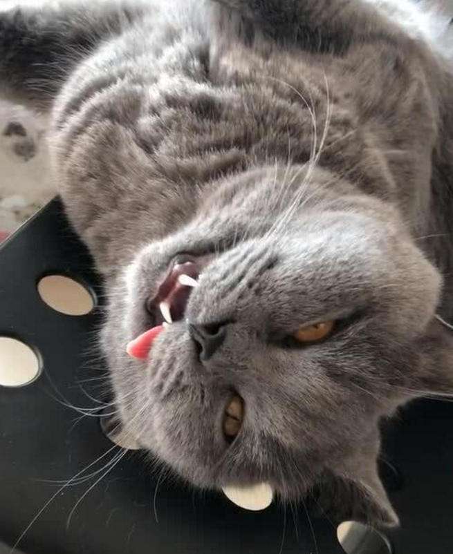 猫咪躺在椅子上纹丝不动,看到它的表情主人懵圈:好好的怎么凉了