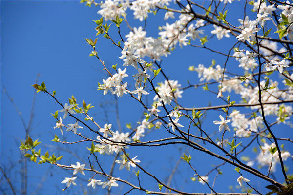 广东连山金子山发现大面积天然陀螺果花,极具观赏价值