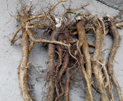 这4种的野草在农村不要钱,能治香港脚,但是很多人还在花钱