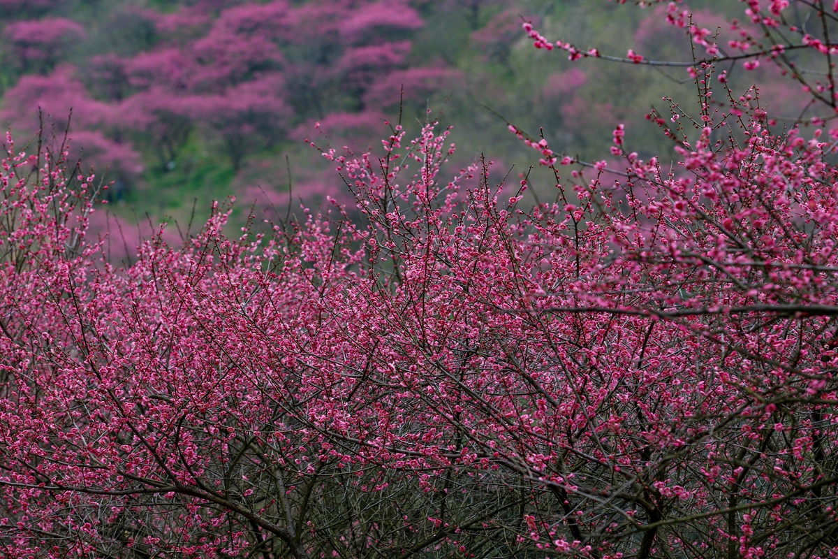 景色风光,山上梅花红似火