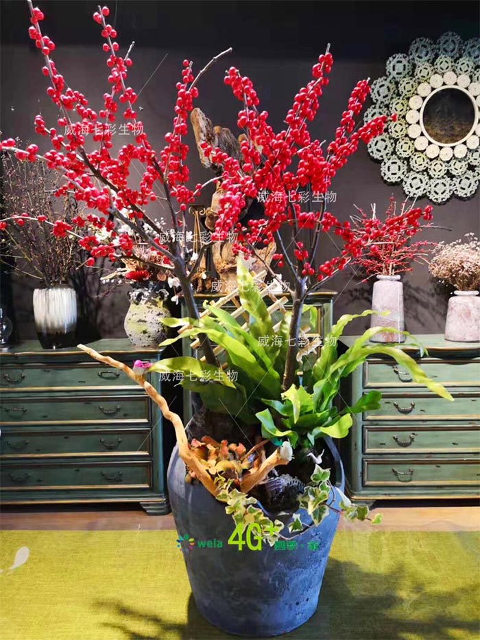 百度爱采购首页 商品专题_东青北美冬青盆栽 【光照