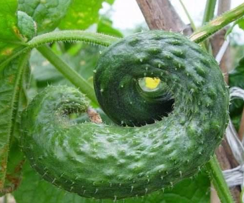 弯黄瓜卖不上价?菜农一招让"弯瓜"变"直瓜",看客直呼套路深