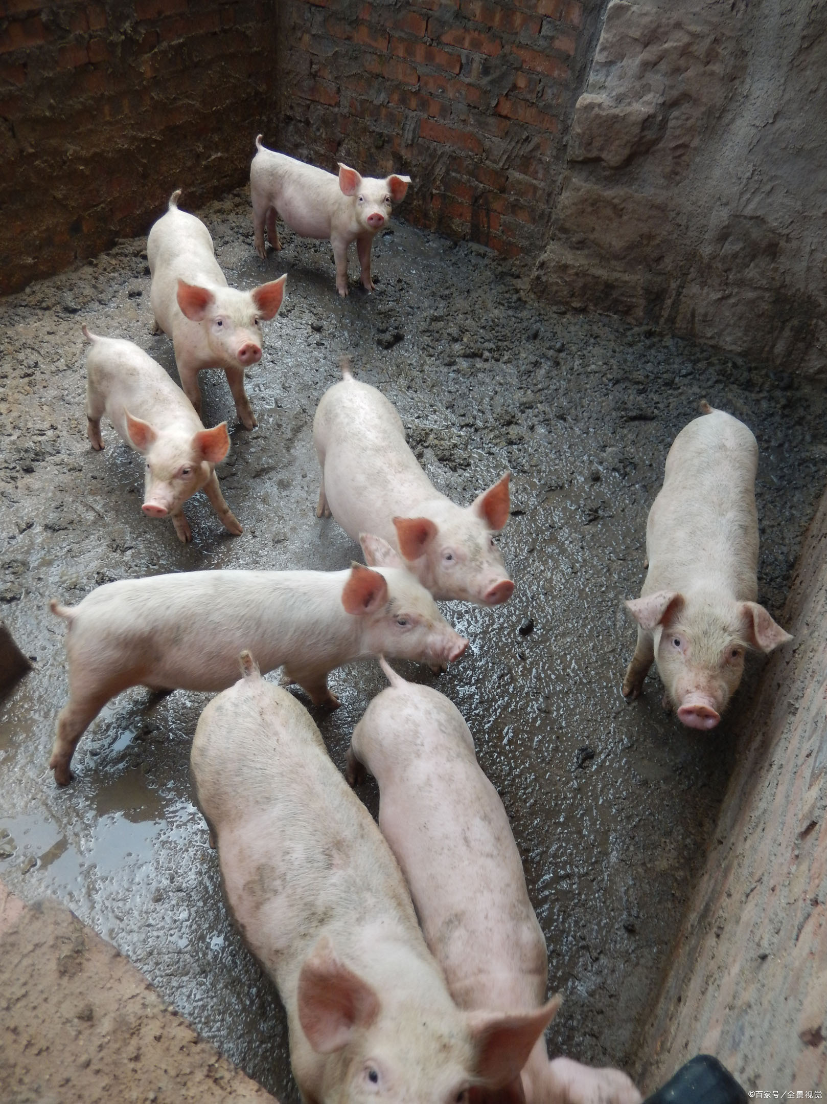 猪仔- 热门商品专区