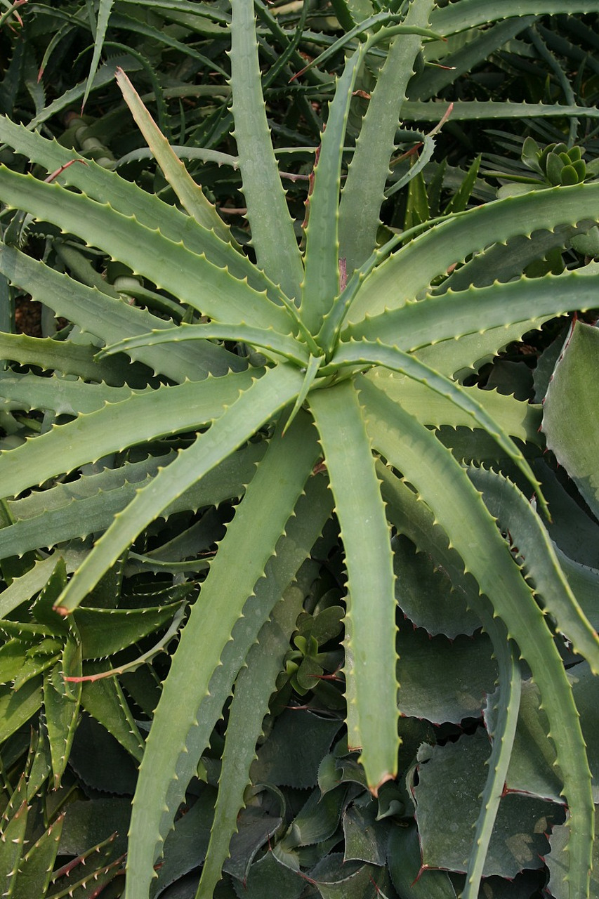 [原文:澳大利亚特有植物]