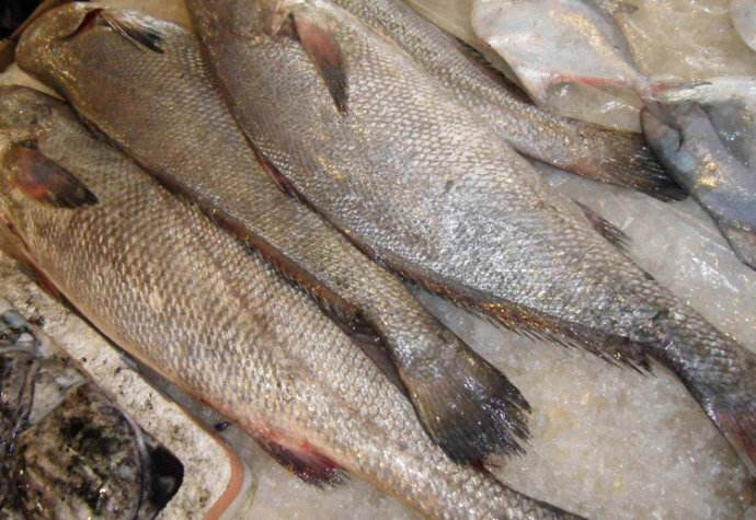 苏里南流域鱼类图片