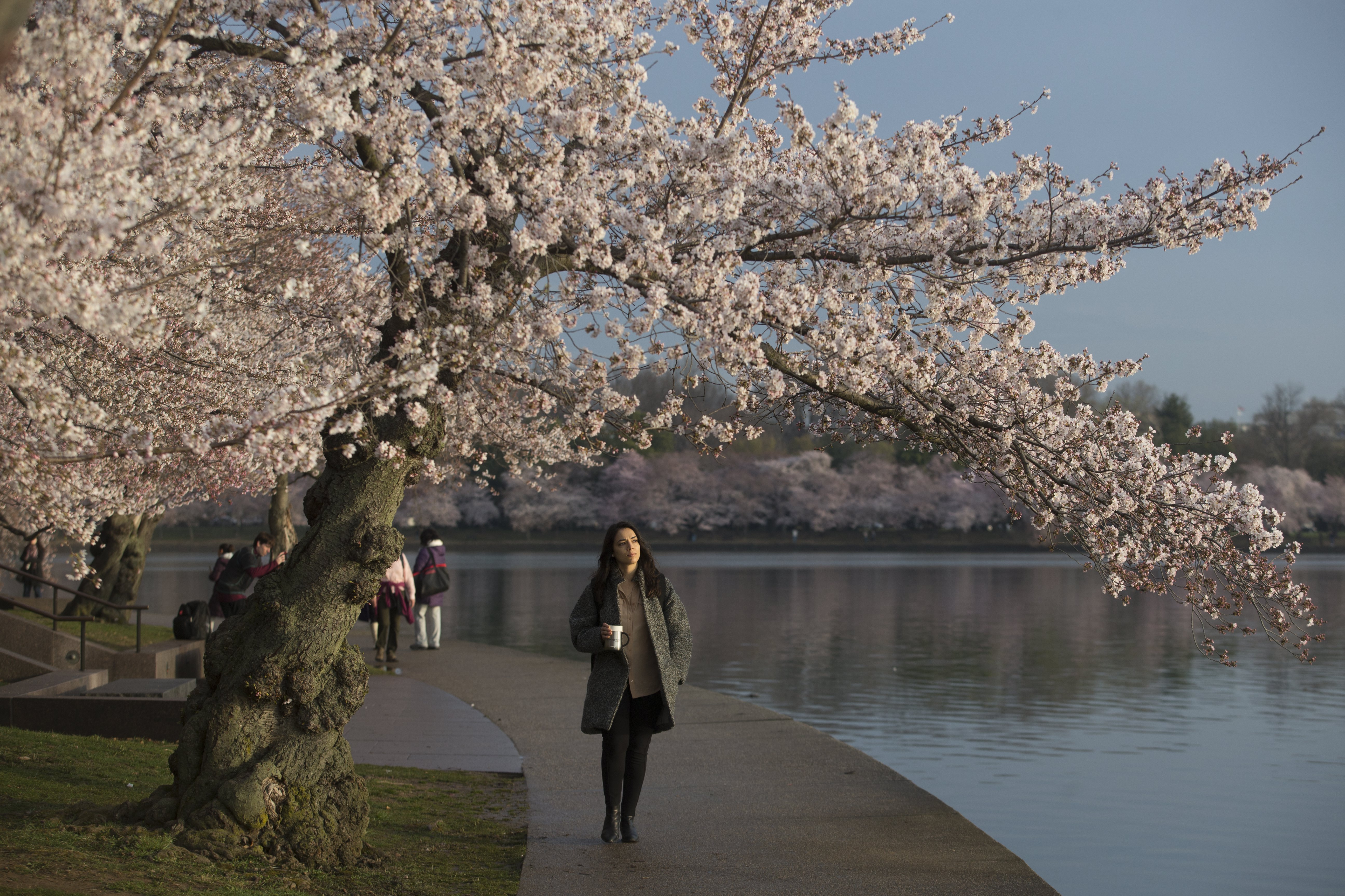 华盛顿举办樱花节(1)