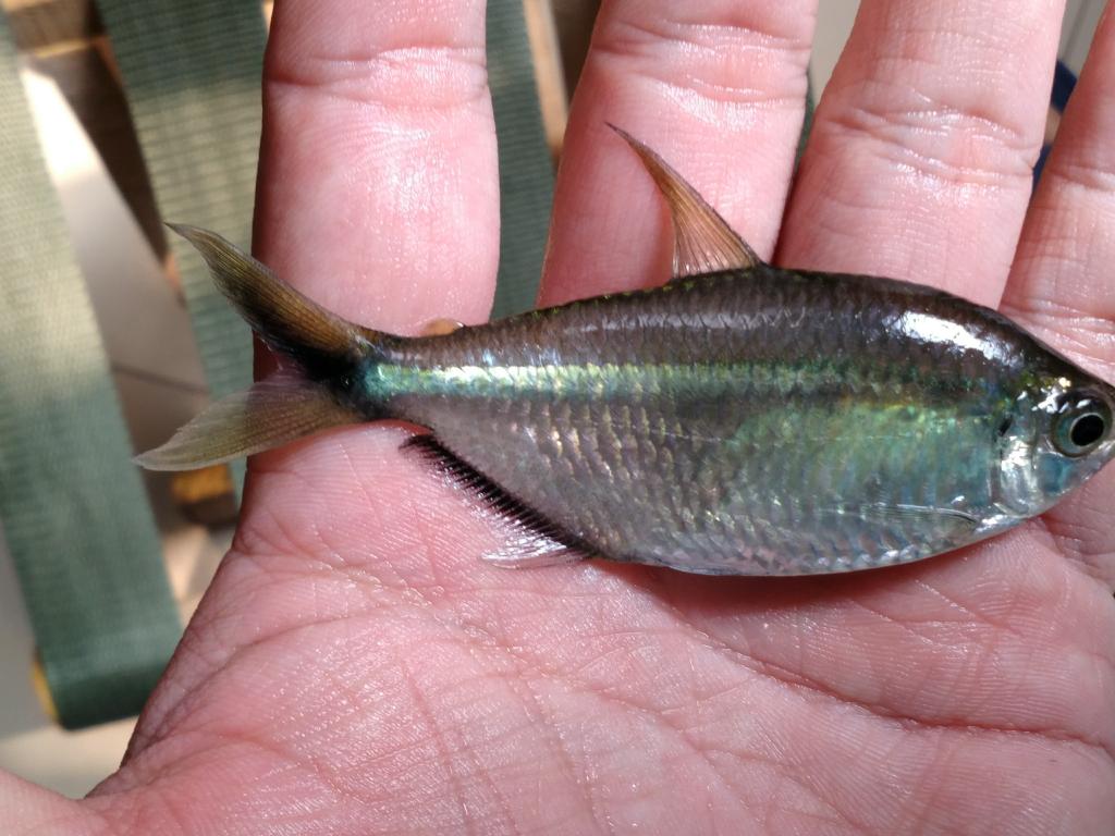 非常适合草缸养殖的黑尾大勾鱼,要这么认识它,才能养好它!