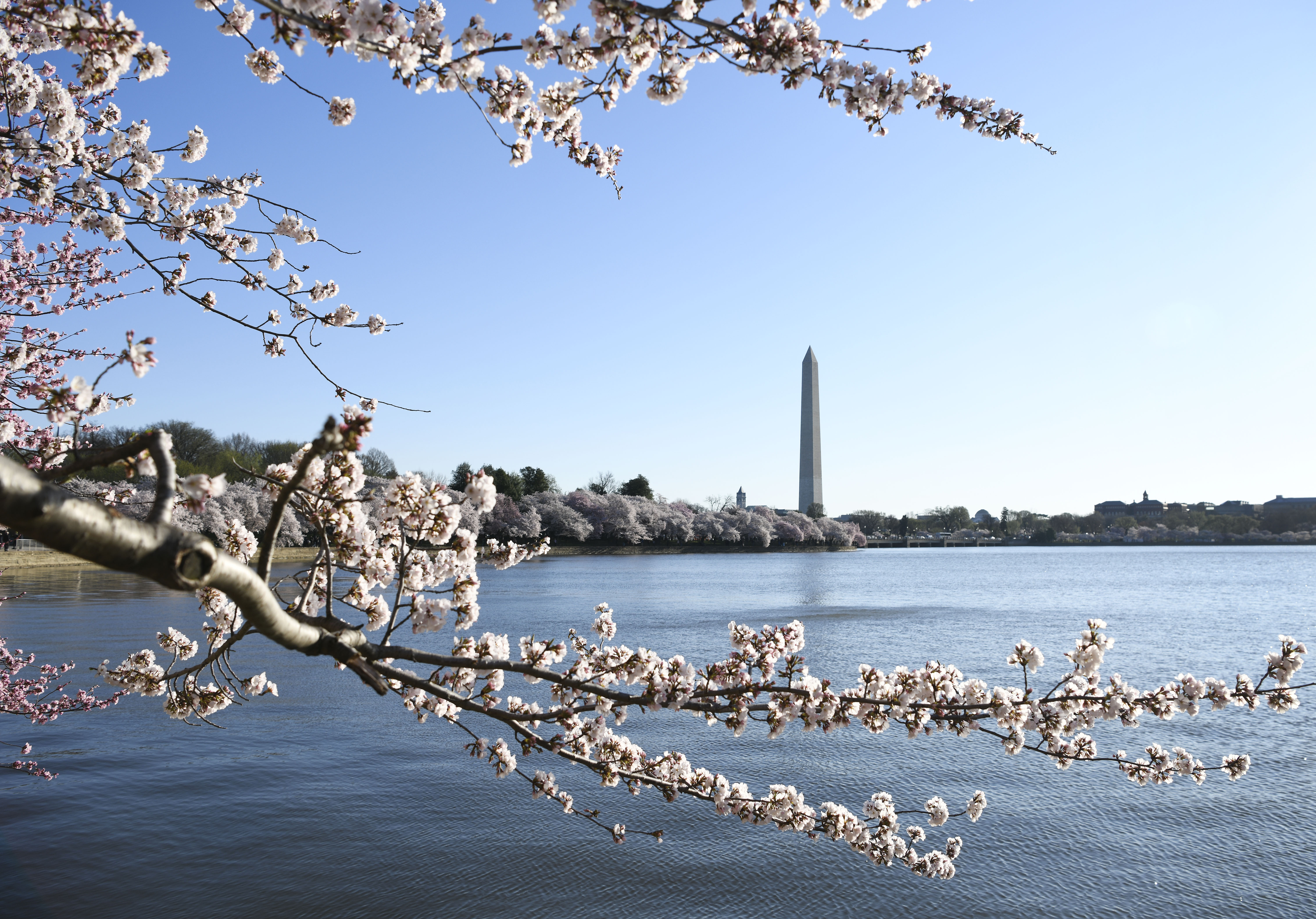 华盛顿樱花盛开