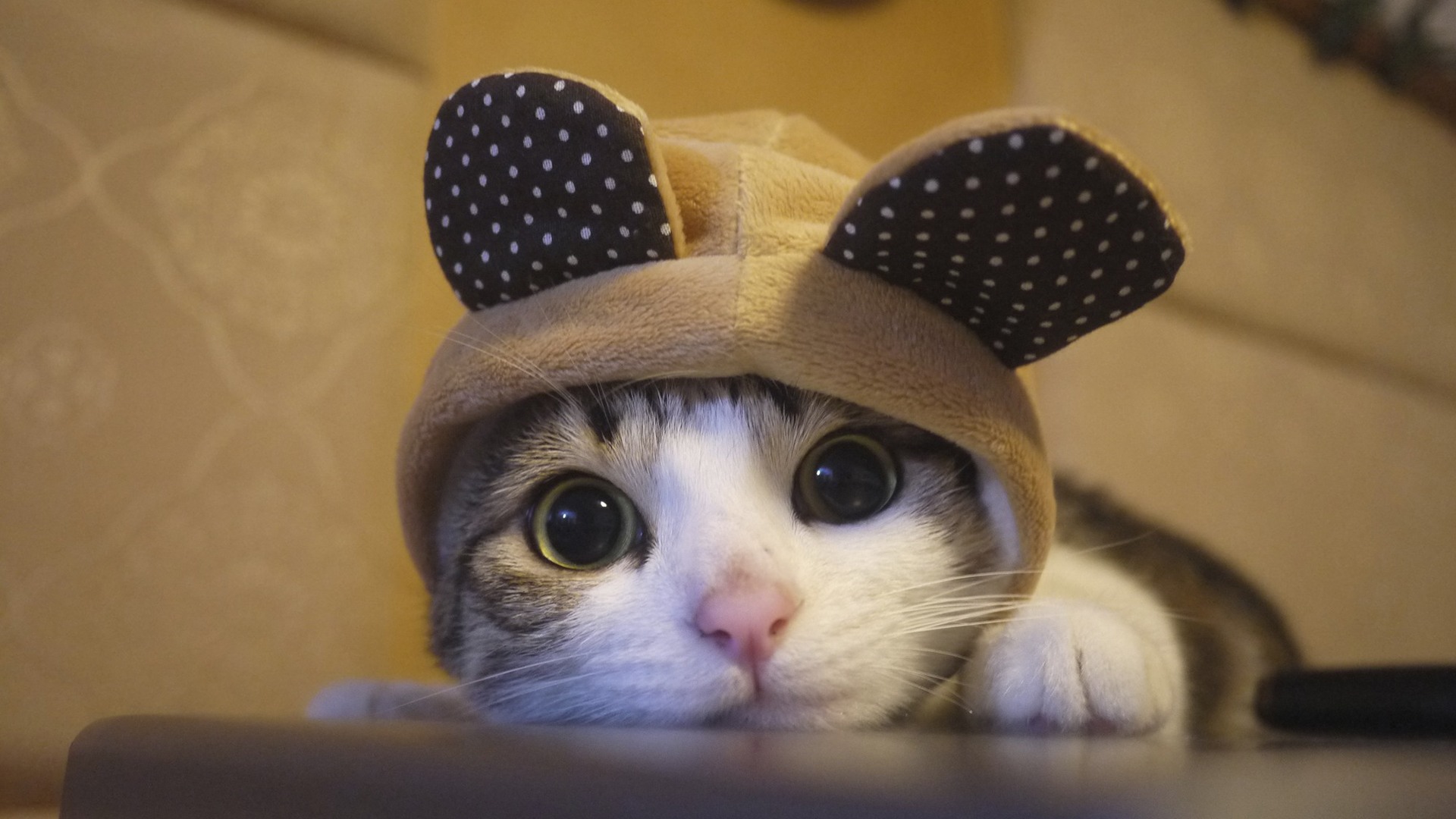 "琥珀色的回忆"《紫罗兰的永恒花园》剧场版发布全新cm!