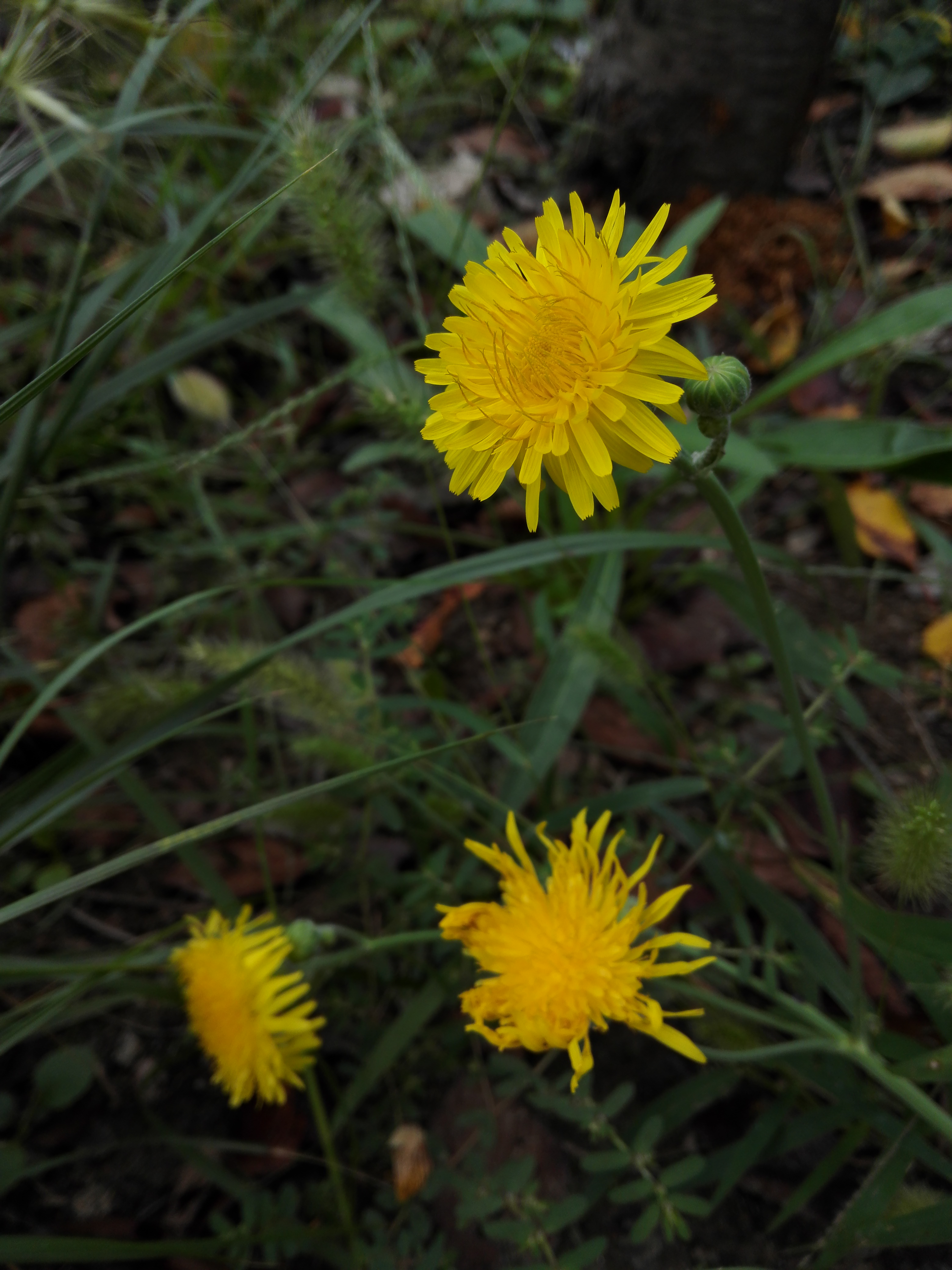 苣荬菜,又叫败酱草. 转载自百家号作者:点墨留芳
